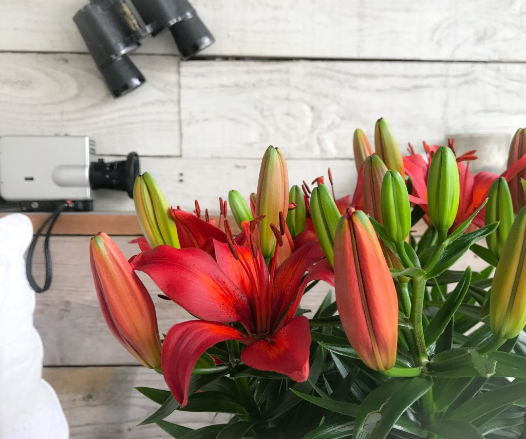 Asiatic potted lilies Lilium Plants