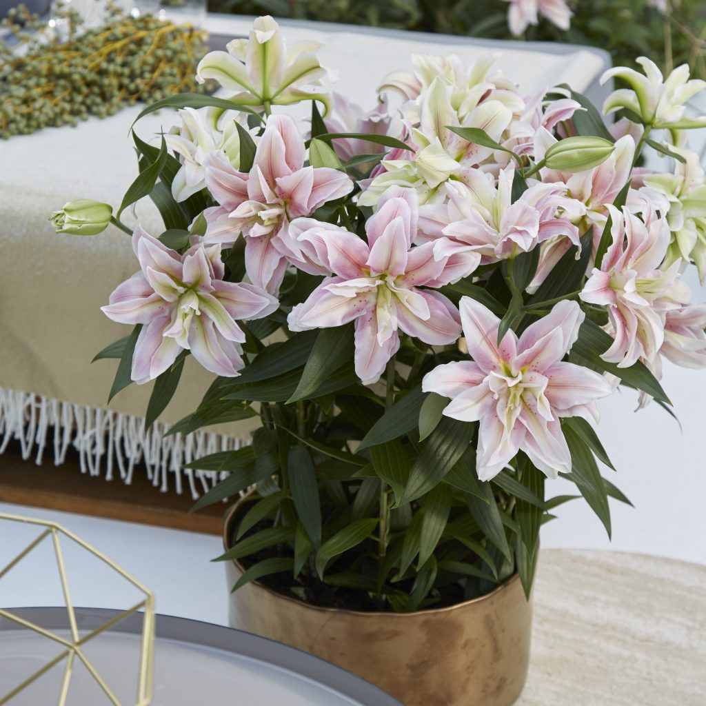 Doubleflowered potted lilies Lilium Plants