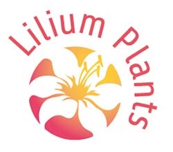 Logo inspiratie Lilium Plants