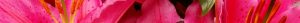 releeze bloemen