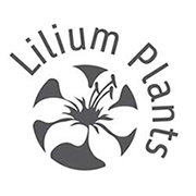 zomer 2022 lilium plants