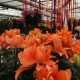 Keukenhof by Lilium Plants