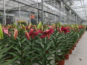 Flower Trials noviteit