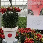 Flower Trials noviteit