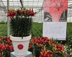 Flower Trials noviteit