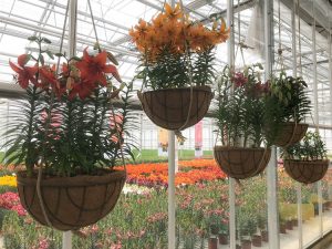 Noviteit potlelie Flower Trials