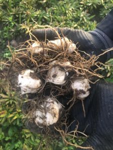 Fresh harvested bulbs