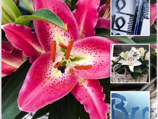 Lys en pot et gel - Lilium Plants