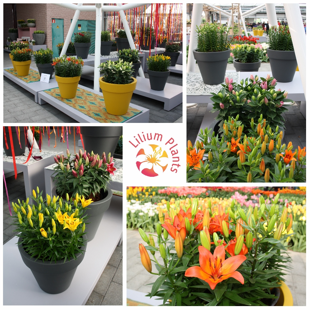 Keukenhof presentation