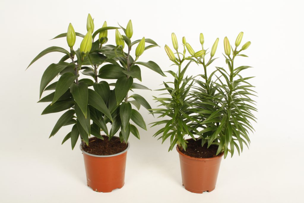 Duftend oder geruchlos - Lilium Plants