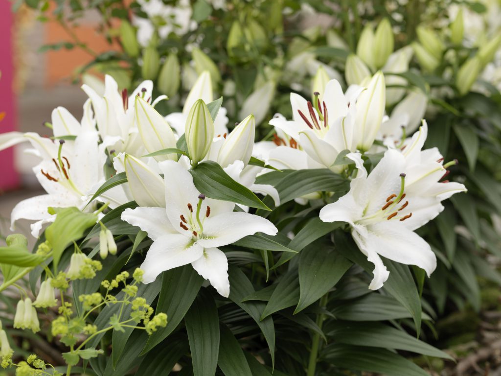 Le lys est plein de symbolisme - Lilium Plants